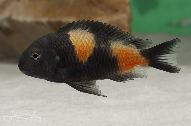 Tropheus sp. 'kirschfleck' Mahale Mountains NP